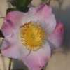Photo courtesy of Camellia Forest Nursery