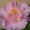 Photo courtesy of Camellia Forest Nursery