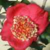 Photo courtesy of Camellia Forest Nursery
