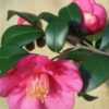 Photo courtesy of Camellia Forest Nursery