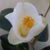 Photo courtesy of Camellia Forest Nursery