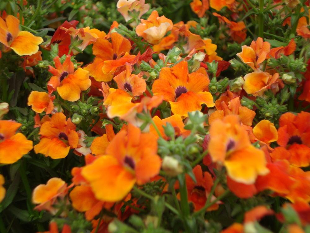 Photo of the bloom of Nemesia Angelart® Orange posted by Paul2032
