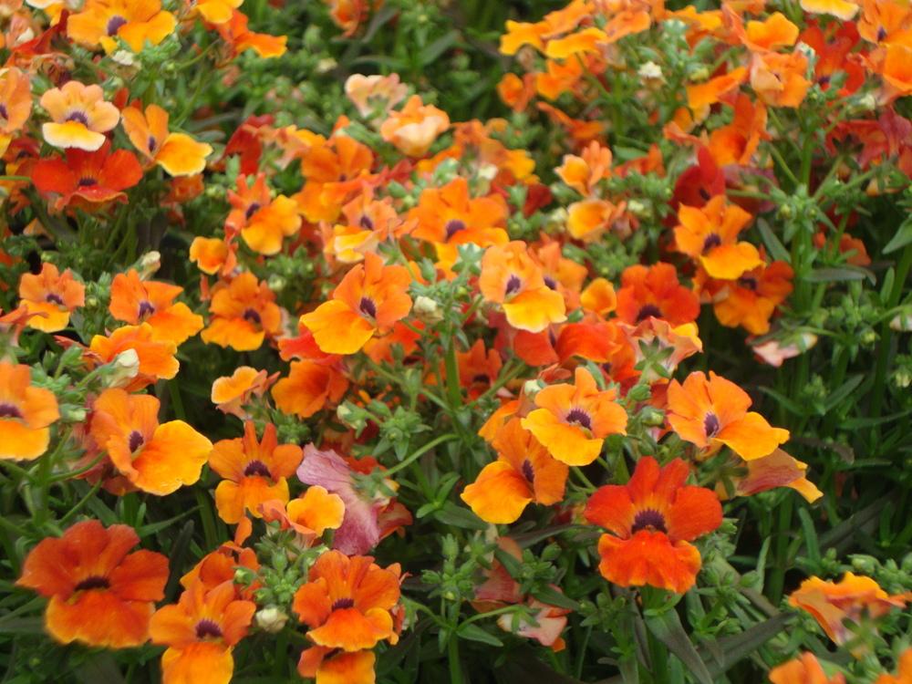 Nemesia Angelart® Orange