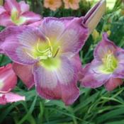 Date: 2003-06-20Photo Courtesy of Nova Scotia Daylilies Used with Permission