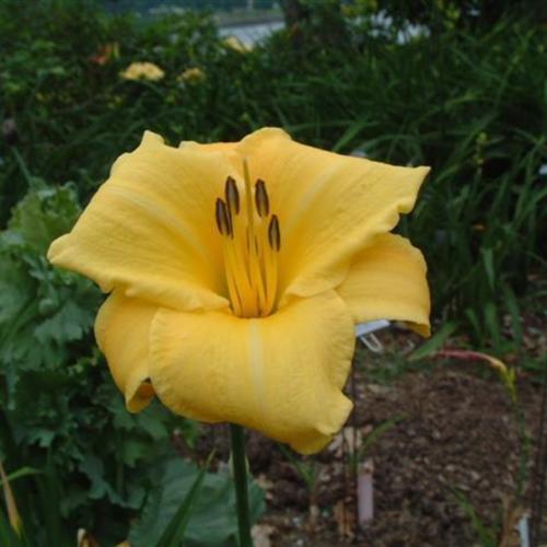 Daylily (Hemerocallis 'Canary Heights') in the Daylilies Database