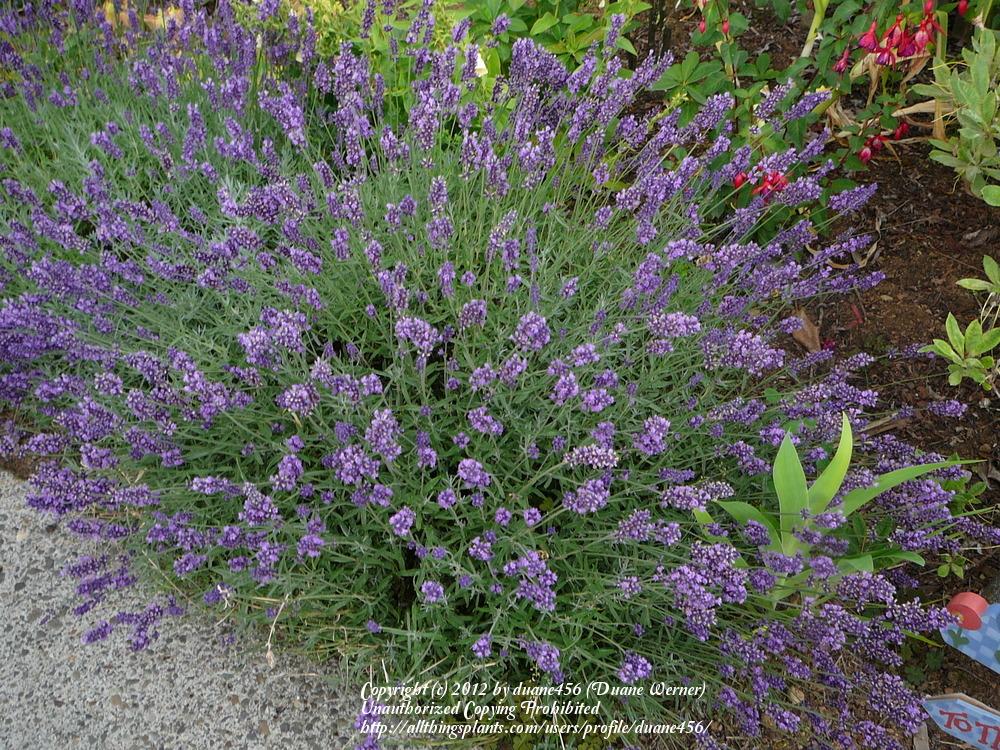 Lavenders Plant Care and Collection of Varieties