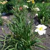 Date: 2011-08-19Photo Courtesy of Nova Scotia Daylilies Used with Permi