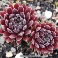 Photo of the entire plant of Hen and chicks (Sempervivum 'Rococo ...