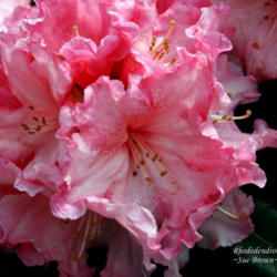 Rhododendron 'Pretty Baby' in the Rhododendrons Database - Garden.org