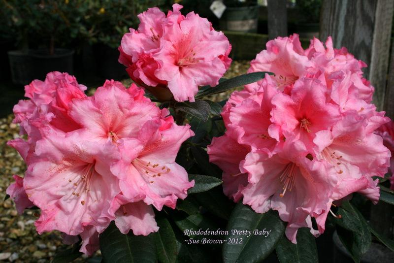 Rhododendron 'Pretty Baby' in the Rhododendrons Database - Garden.org