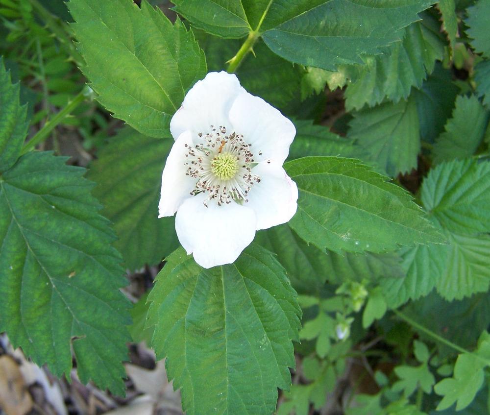 Blackberry (Rubus 'Kiowa') in the Rubus Database