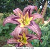 Photo Courtesy of Nova Scotia Daylilies Used with Permission