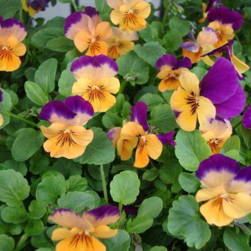 Pansy (Viola x wittrockiana 'Jolly Joker') in the Violas Database