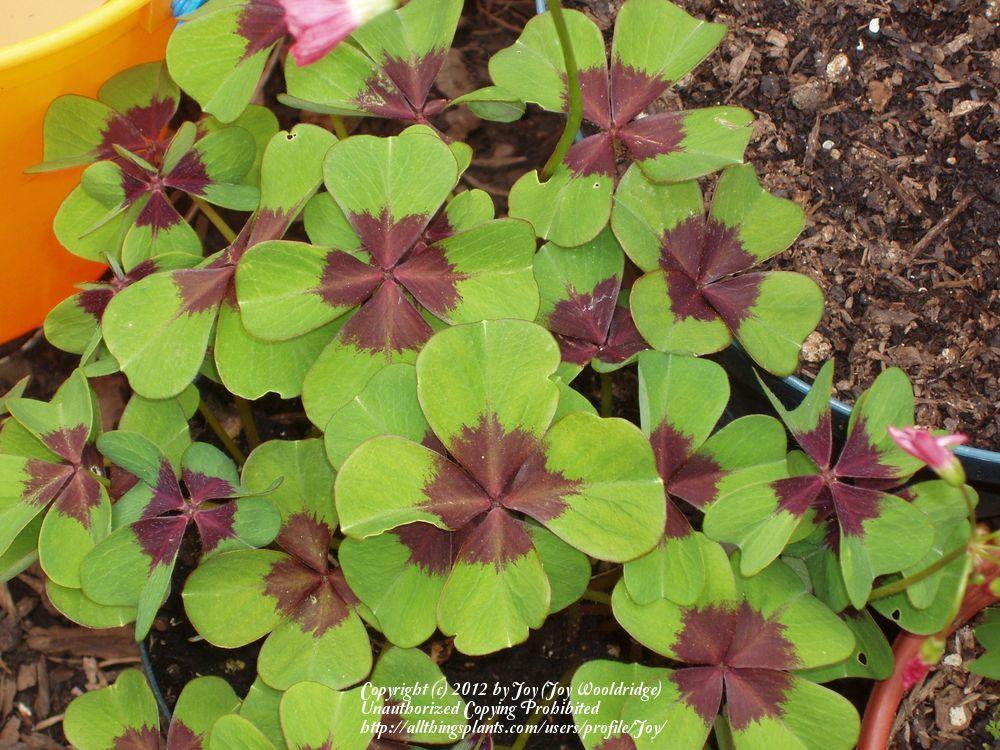 Photo of the leaves of Good Luck Plant (Oxalis tetraphylla 'Iron Cross