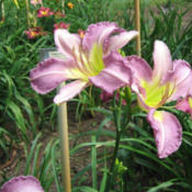 Photo Courtesy of Nova Scotia Daylilies Used with Permission