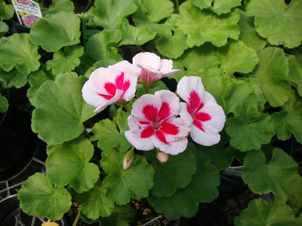 Photo of the entire plant of Zonal Geranium (Pelargonium x hortorum