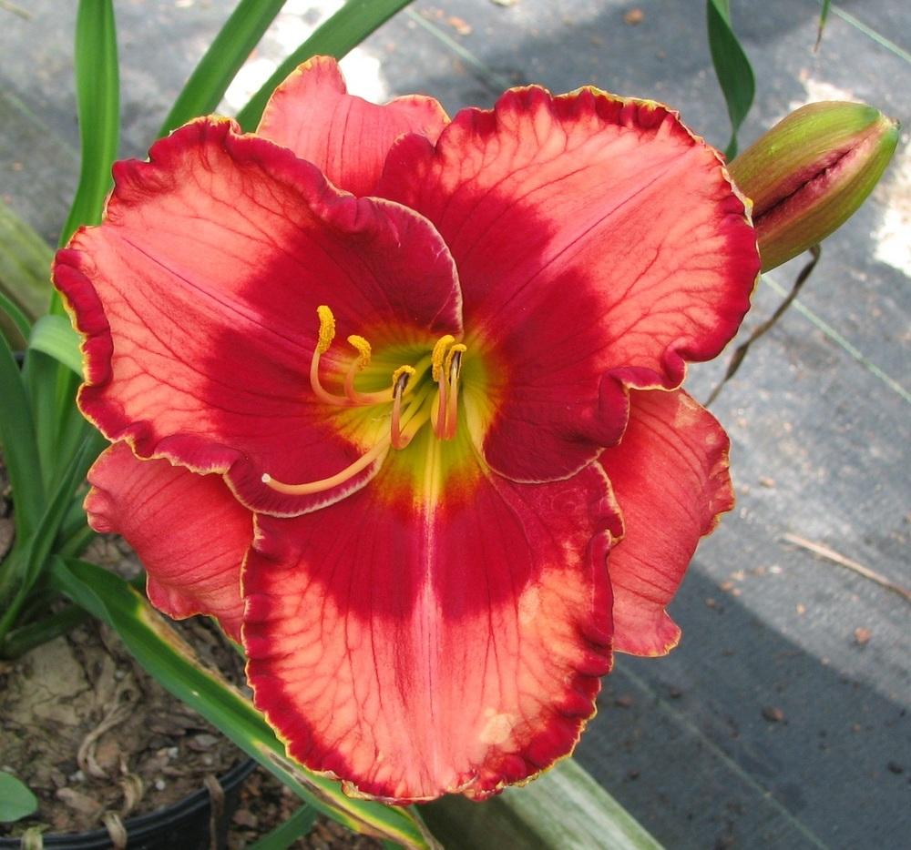 Photo of Daylily (Hemerocallis 'Orange Cherry Jubilee') uploaded by tink3472