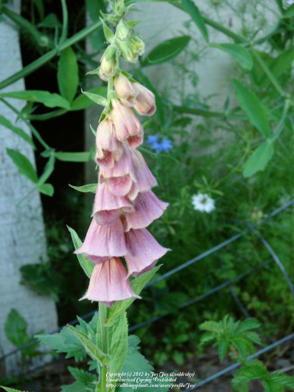 Photo of the bloom of Strawberry Foxglove (Digitalis x mertonensis