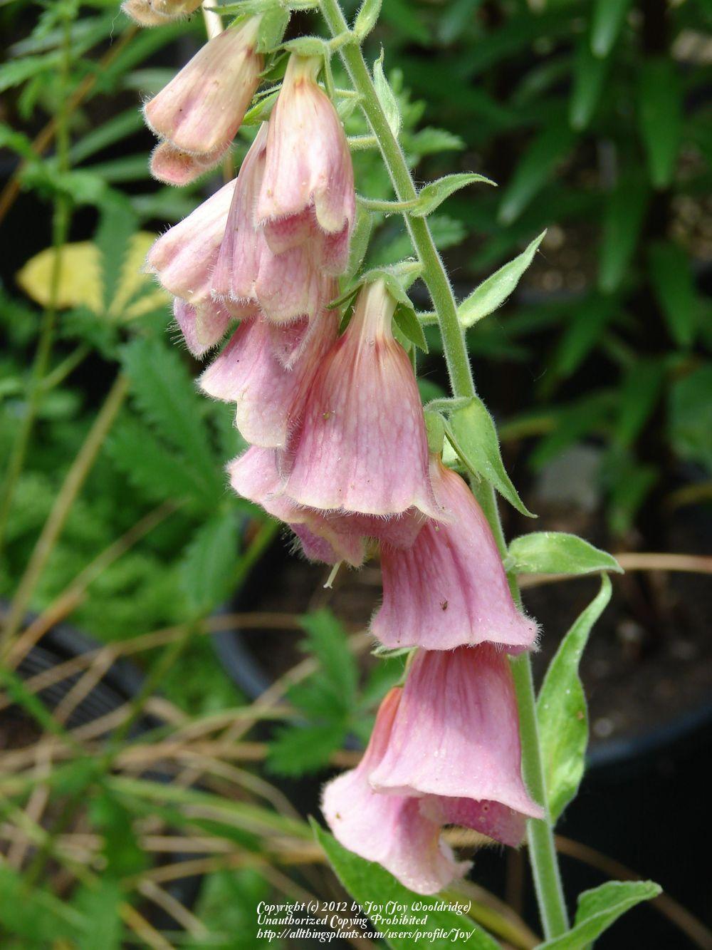 Photo of the bloom of Strawberry Foxglove (Digitalis x mertonensis