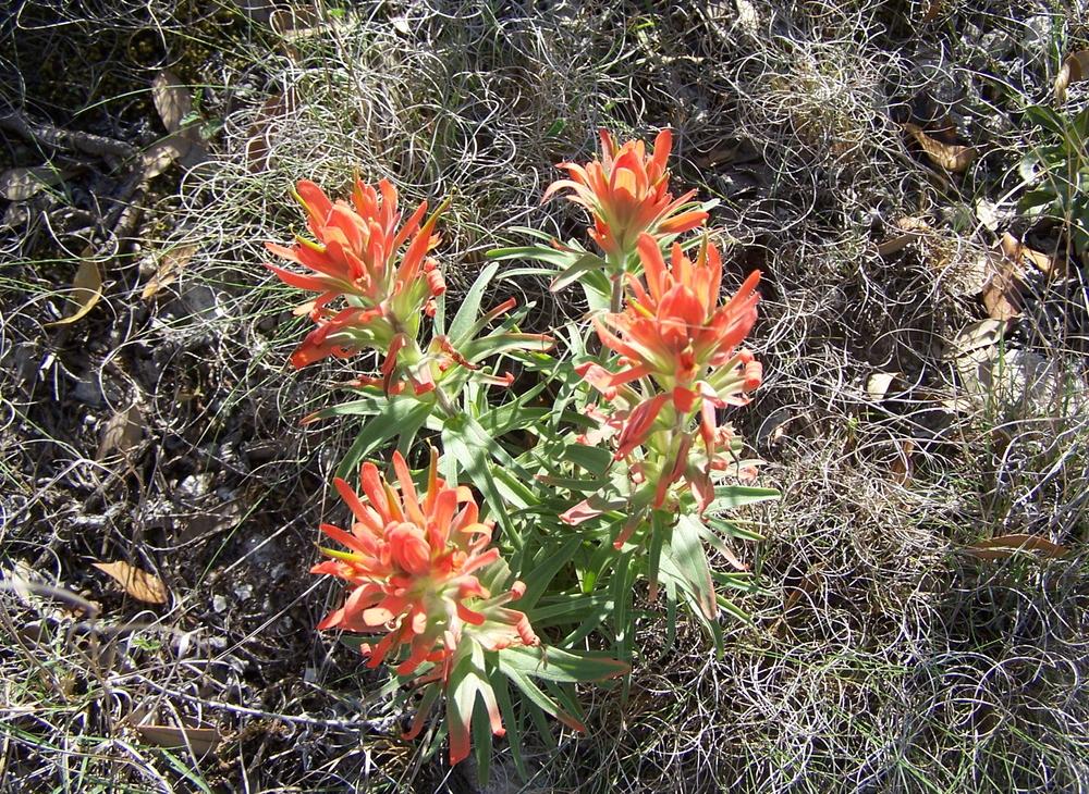 Prairie Paintbrush (Castilleja lindheimeri)
