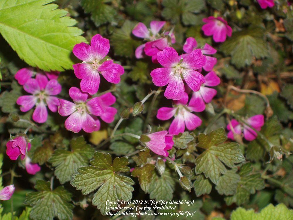Cranesbill (Geranium &lsquo;Orkney Cherry&rsquo;) in the Geraniums Database