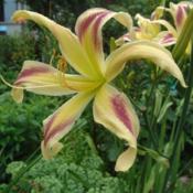 Photo Courtesy of Nova Scotia Daylilies Used with Permission 