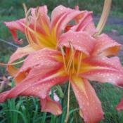 Photo Courtesy of Nova Scotia Daylilies Used with Permission