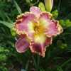 Photo Courtesy of Nova Scotia Daylilies Used with Permission 