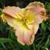 Photo Courtesy of Nova Scotia Daylilies Used with Permission 