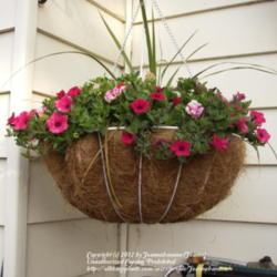 2012-04-15/Joannabanana/15721d
