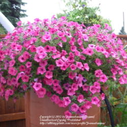 2012-04-15/Joannabanana/bdd5d1