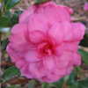 Camellia (Camellia sasanqua 'Chansonette')