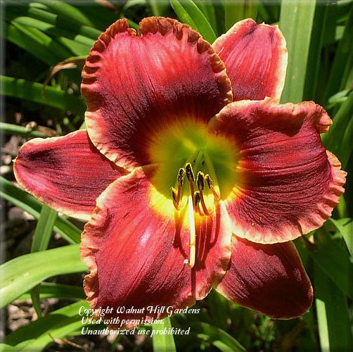 Photo of the bloom of Daylily (Hemerocallis 'Roses in Snow') posted by vic