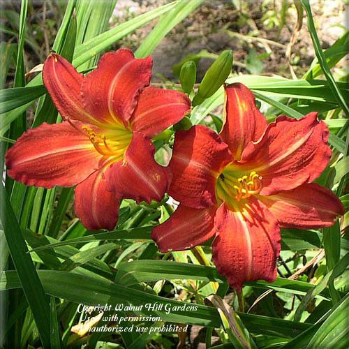 Photo of the bloom of Daylily (Hemerocallis 'Red Rum') posted by vic