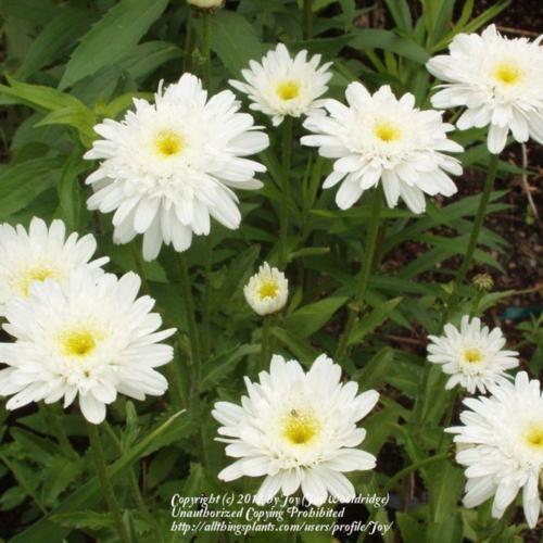 Shasta Daisy (Leucanthemum x superbum 'Esther Reed') in the Shasta Daisies Database