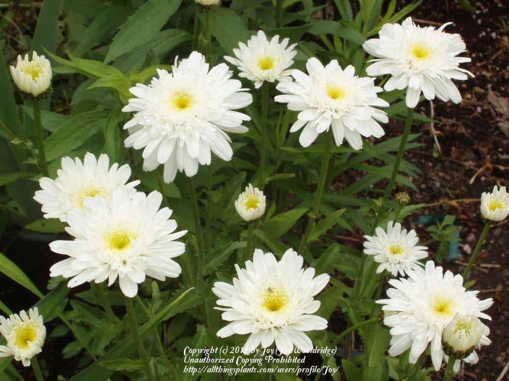 Photo of the bloom of Shasta Daisy (Leucanthemum x superbum 'Esther
