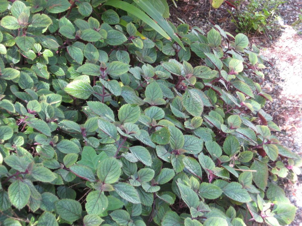Photo Of The Leaves Of Blue Spur Flower Plectranthus Ciliatus Zulu Wonder Posted By Wcgypsy Garden Org Photo Of The Leaves Of Blue Spur Flower Plectranthus Ciliatus Zulu Wonder Posted By Wcgypsy Garden Org