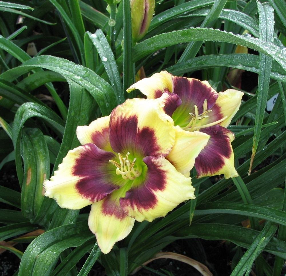 Photo of the bloom of Daylily (Hemerocallis 'Blue Delicious') posted by