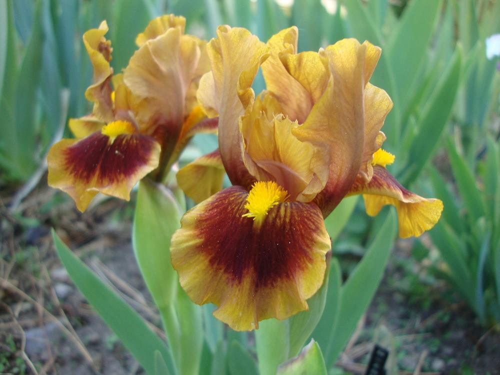 Photo of the bloom of Standard Dwarf Bearded Iris (Iris 'Gingerbread