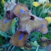 Location: Pleasant Grove, UtahDate: 2012-04-22In my garden