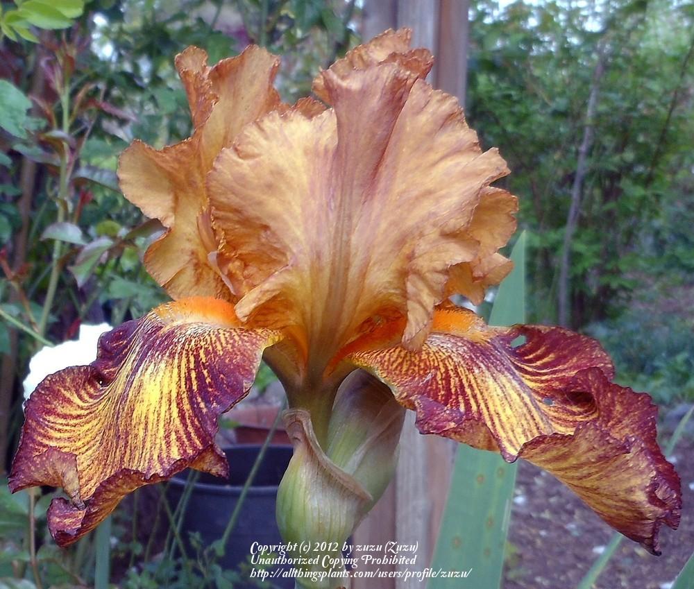 Photo of the bloom of Tall Bearded Iris (Iris 'Lightning Streak