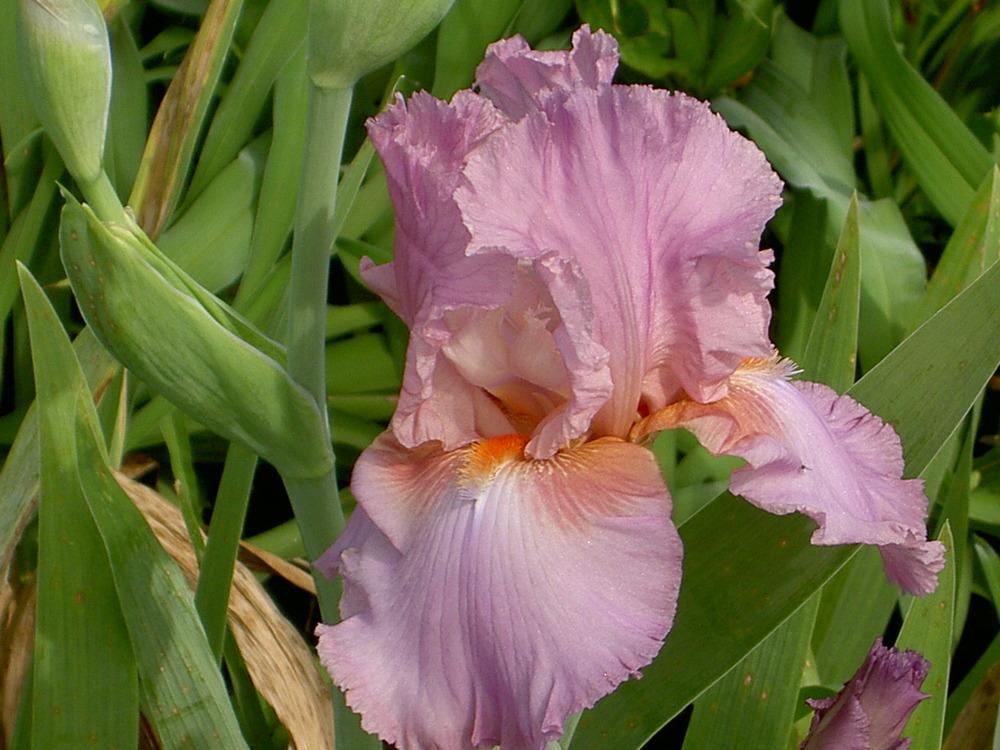 Photo of the bloom of Tall Bearded Iris (Iris &lsquo;Persian Berry&rsquo;) posted