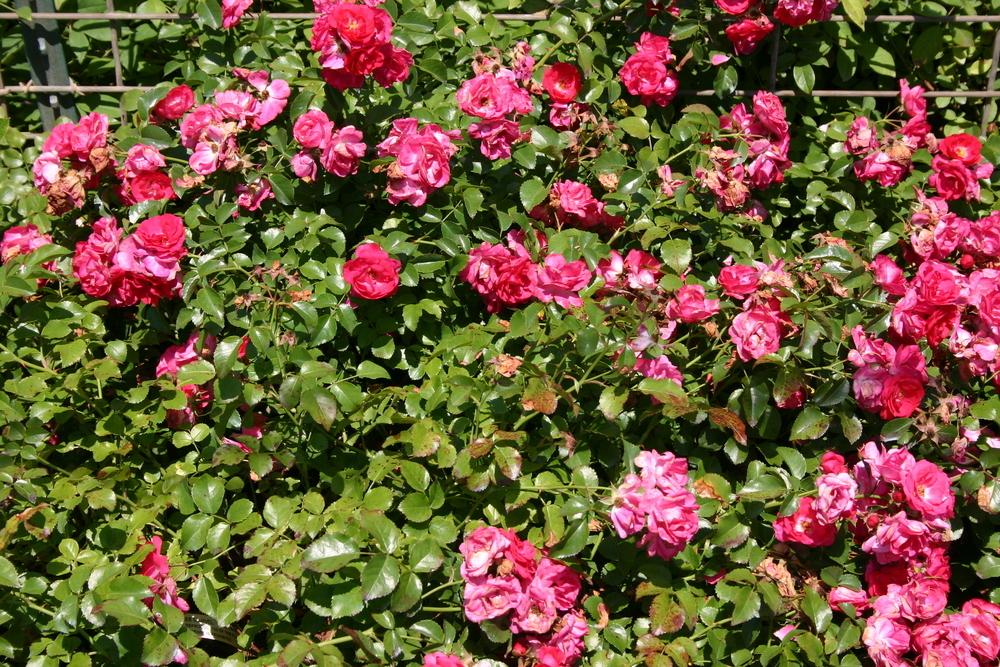 Rose (Rosa 'Carefree Marvel') in the Roses Database
