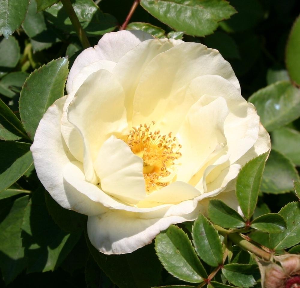 Photo of the bloom of Rose (Rosa 'Macy's Pride') posted by dave