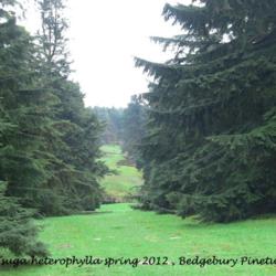 Location: Bedgeburry pinetum, County Sussex, England
Photo taken by my brother Carl Vandenberghe