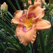 Date: 2004-07-03Photo Courtesy of Nova Scotia Daylilies Used with Permission