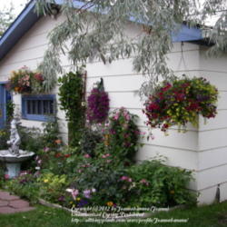 Big Balls of Colour - Garden.org