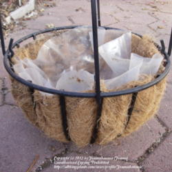 2012-04-29/Joannabanana/57b5ad