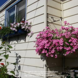 2012-04-29/Joannabanana/86cb32