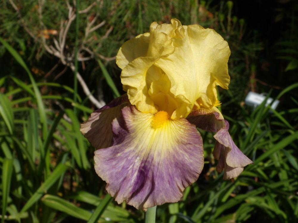 Photo of the bloom of Tall Bearded Iris (Iris 'Glitz 'n Glitter') posted by Betja